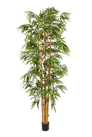 Hochwertiger Kunstbambus auf transparentem Hintergrund mit echt wirkenden Kunstblättern in natürlicher Anordnung. Künstlicher Bambus - Marlon hat die Farbe Natur und ist 270 cm hoch. | aplanta Kunstpflanzen