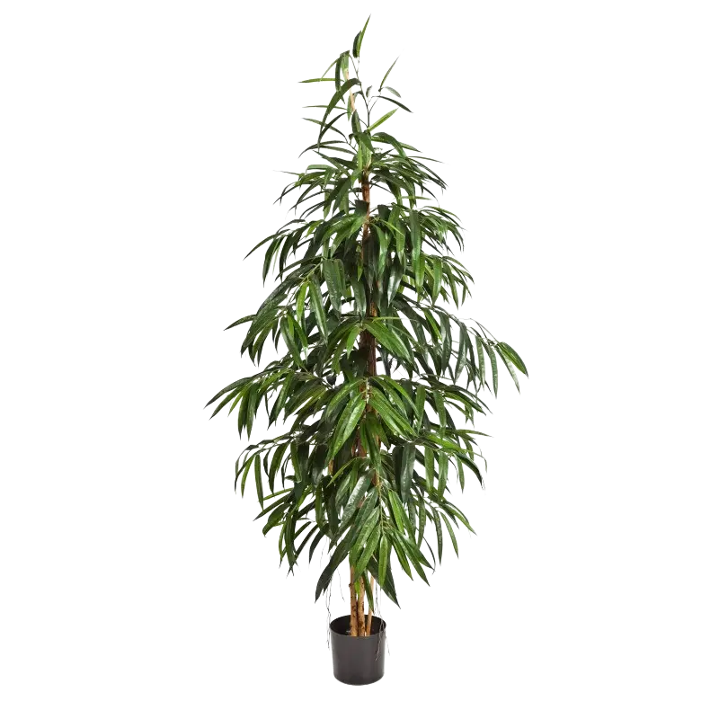 Künstliche Longifolia - Neele auf transparentem Hintergrund mit echt wirkenden Kunstblättern in natürlicher Anordnung. Künstliche Longifolia - Neele hat die Farbe Natur und ist 180 cm hoch. | aplanta Kunstpflanzen