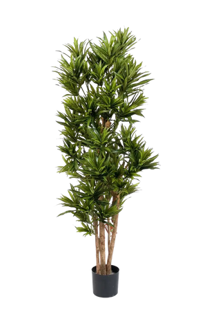 Künstlicher Drachenbaum Reflexa - Neo auf transparentem Hintergrund mit echt wirkenden Kunstblättern. Diese Kunstpflanze gehört zur Gattung/Familie der "Drachenbäume" bzw. "Kunst-Drachenbäume".