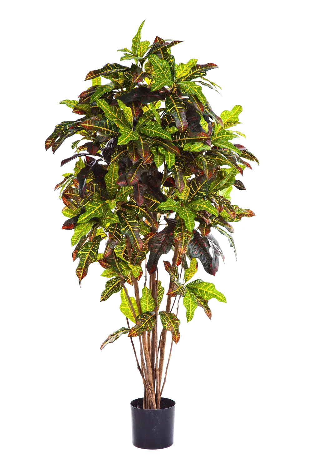 Künstlicher Croton - Ornella | 180 cm auf transparentem Hintergrund mit echt wirkenden Kunstblättern in natürlicher Anordnung. | aplanta Kunstpflanzen