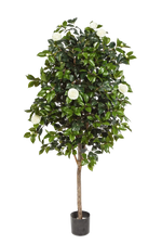Künstlicher Kamelienbaum - Polly, 170 cm, Kunstbaum von aplanta, mit Echtholzstamm, im schwarzen Topf, in Natur, für drinnen