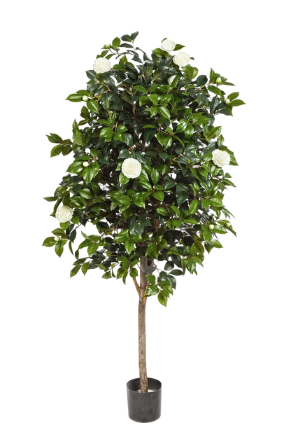 Künstlicher Kamelienbaum - Polly, 170 cm, Kunstbaum von aplanta, mit Echtholzstamm, im schwarzen Topf, in Natur, für drinnen