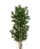 Künstlicher Podocarpus Reflexa- Paul | 180 cm