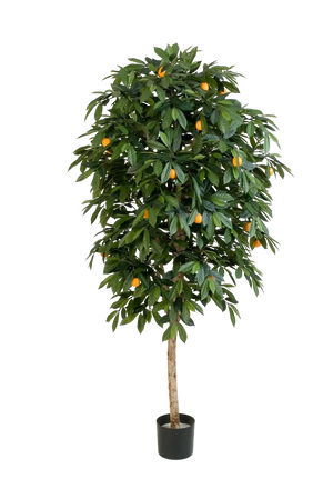 Künstlicher Orangenbaum - Pius auf transparentem Hintergrund mit echt wirkenden Kunstblättern in natürlicher Anordnung. Künstlicher Orangenbaum - Pius hat die Farbe Natur und ist 170 cm hoch. | aplanta Kunstpflanzen