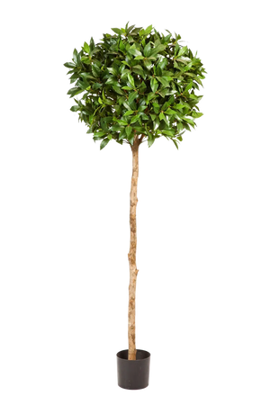 Künstliche Lorbeer - Romy auf transparentem Hintergrund mit echt wirkenden Kunstblättern in natürlicher Anordnung. Künstliche Lorbeer - Romy hat die Farbe Natur und ist 140 cm hoch. | aplanta Kunstpflanzen