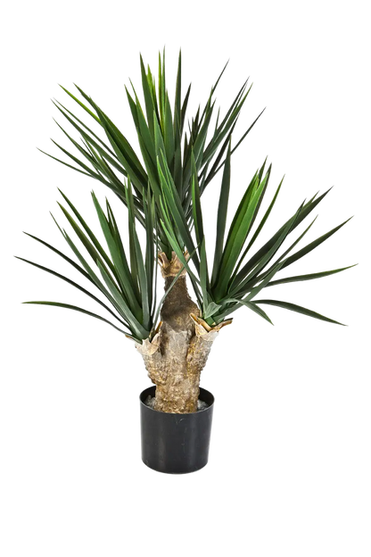 Hochwertige Kunstpalme auf transparentem Hintergrund mit echt wirkenden Kunstblättern in natürlicher Anordnung. Künstliche Yucca Palme - Stefan hat die Farbe Natur und ist 68 cm hoch. | aplanta Kunstpflanzen