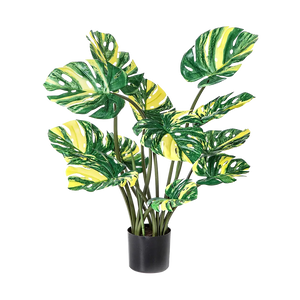 Hochwertige Monstera Kunstpflanze auf transparentem Hintergrund mit echt wirkenden Kunstblättern in natürlicher Anordnung. Künstliche Monstera - Tamia hat die Farbe Gelb und hat eine Höhe von 90 cm | aplanta Kunstpflanzen