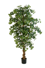 Künstlicher Ginkgo - Tamino auf transparentem Hintergrund mit echt wirkenden Kunstblättern. Diese Kunstpflanze gehört zur Gattung/Familie der "Ginkgo" bzw. "Kunst-Ginkgo".