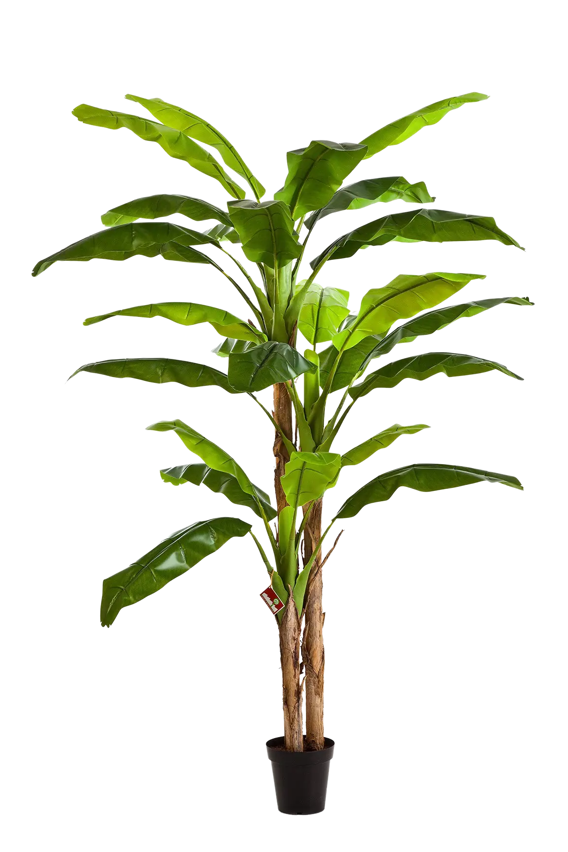 Künstlicher Bananenbaum - Pauline auf transparentem Hintergrund mit echt wirkenden Kunstblättern in natürlicher Anordnung. Künstlicher Bananenbaum - Pauline hat die Farbe Natur und ist 300 cm hoch. | aplanta Kunstpflanzen