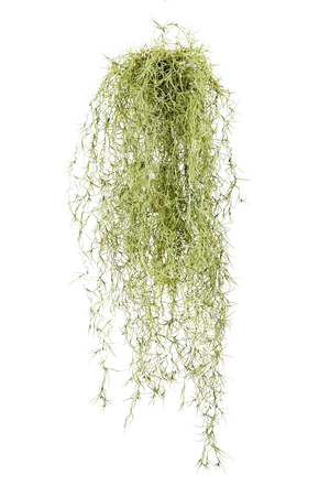 Hochwertige künstliche Hängepflanze auf transparentem Hintergrund mit echt wirkenden Kunstblättern in natürlicher Anordnung. Künstlicher Hängebusch - Milena hat die Farbe Natur und ist 80 cm hoch. | aplanta Kunstpflanzen