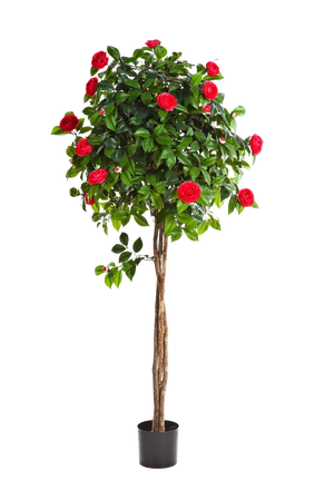 Künstlicher Kamelienbaum - Pelin auf transparentem Hintergrund mit echt wirkenden Kunstblättern. Diese Kunstpflanze gehört zur Gattung/Familie der "Kamelien" bzw. "Kunst-Kamelien".