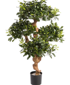 Künstlicher Pittosporum - Pierre auf transparentem Hintergrund mit echt wirkenden Kunstblättern. Diese Kunstpflanze gehört zur Gattung/Familie der 