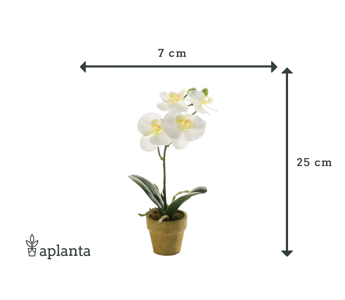 Künstliche Orchidee - Louisa | 25 cm