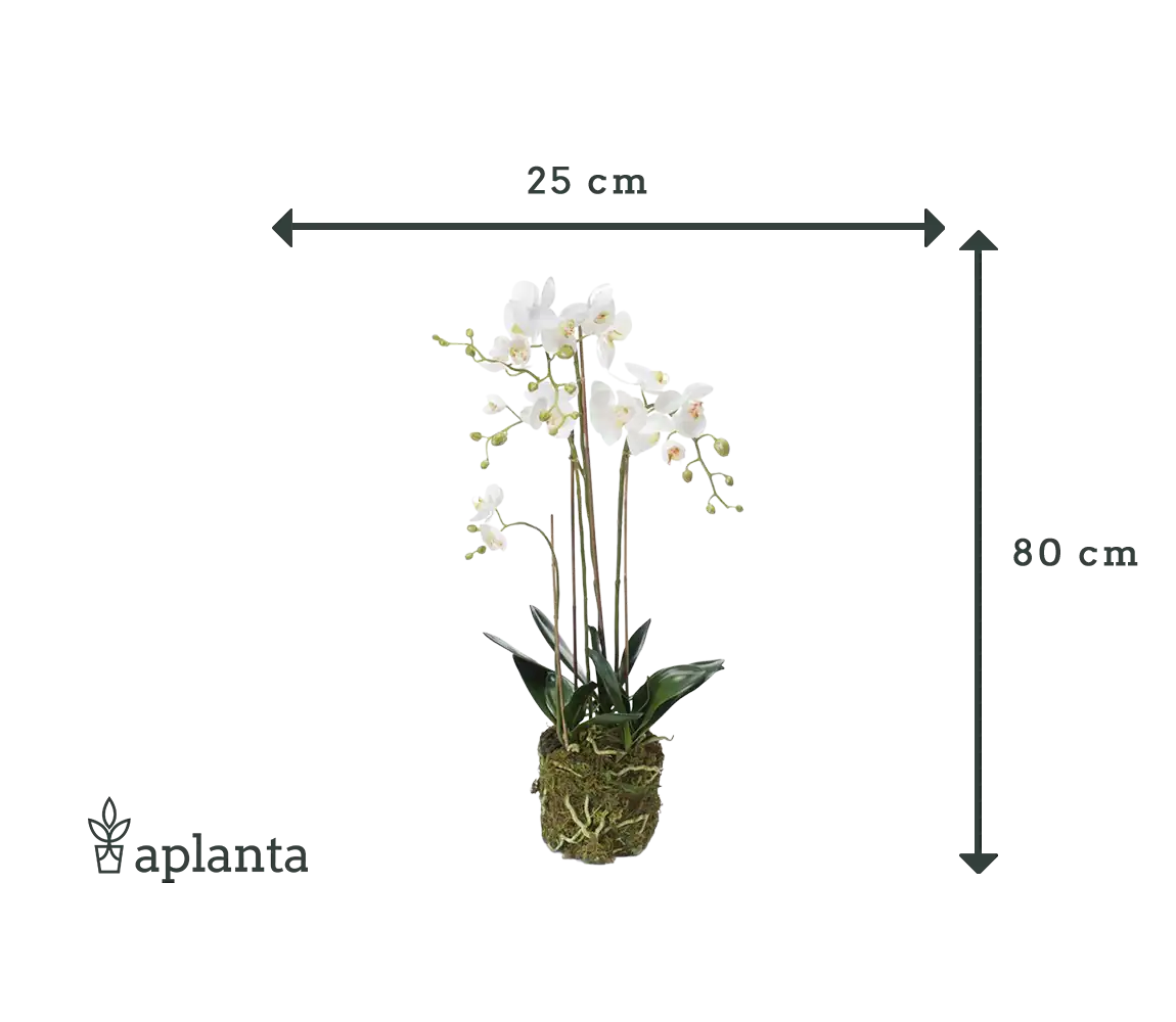 Künstliche Orchidee - Marie | 80 cm
