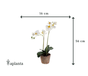 Künstliche Orchidee - Nika | 56 cm