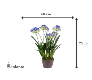 Künstliche Schmucklilie - Maria | 75 cm