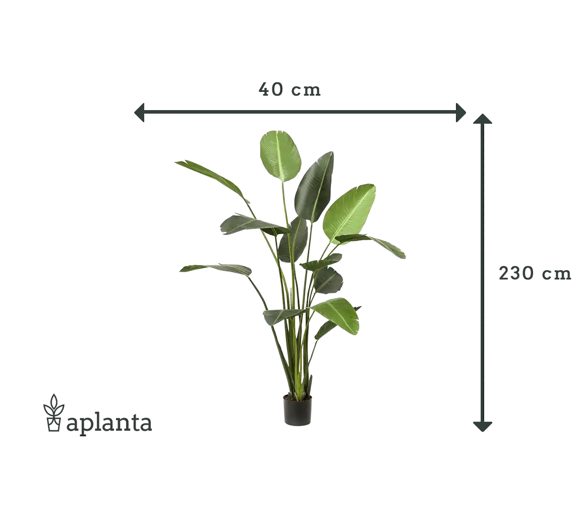 Künstliche Strelitzia - Josephine | 230 cm