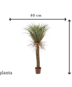 Künstliche Yucca Palme - Kristina | 150 cm