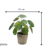Künstlicher Geldbaum - Kai | 22 cm