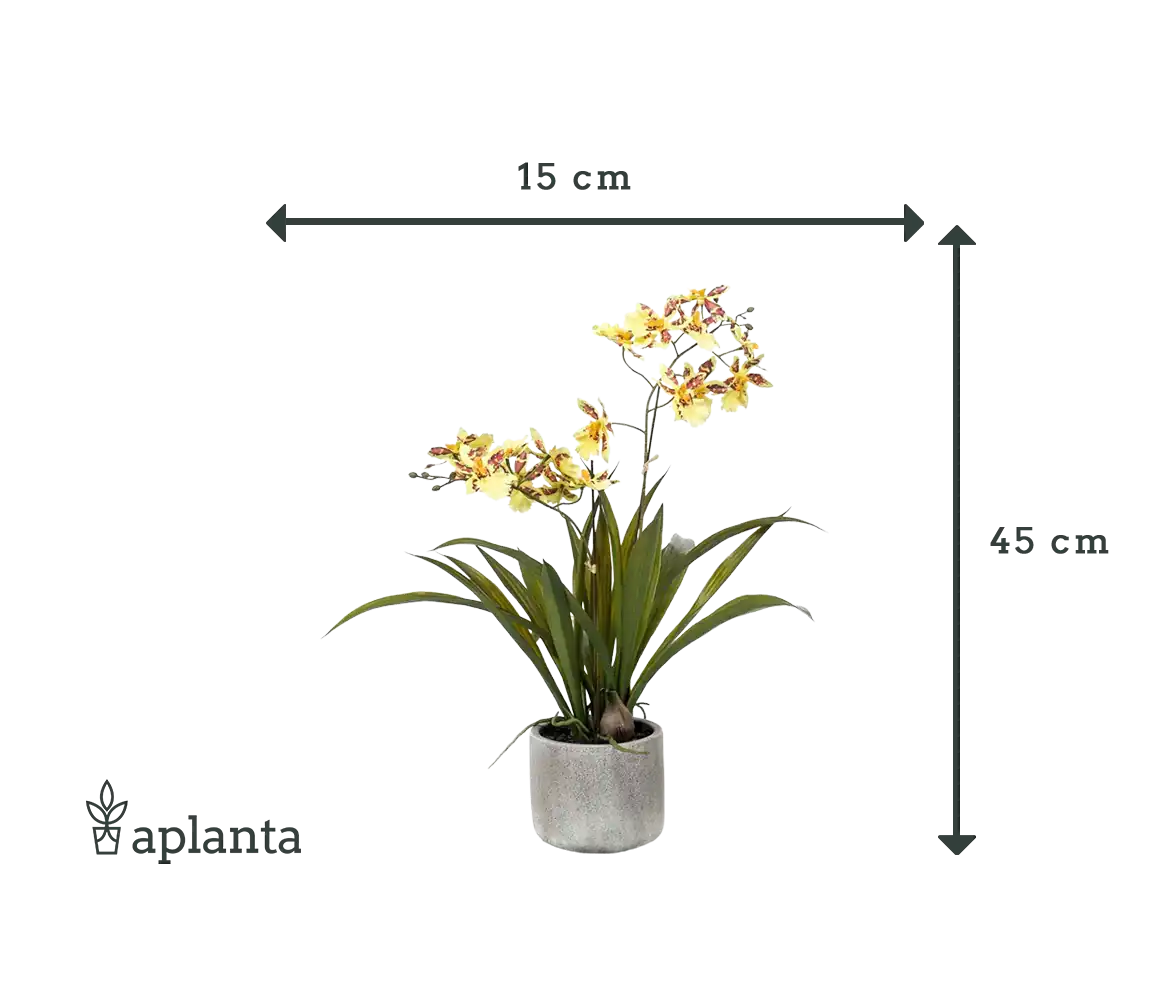 Künstliche Orchidee - Lilli | 45 cm